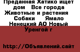 Преданная Хатико ищет дом - Все города Животные и растения » Собаки   . Ямало-Ненецкий АО,Новый Уренгой г.